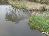 Zarybňování Litavky (12)